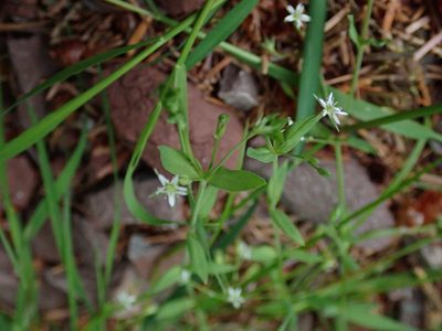 Stellaria uliginosa, photographed by Daniel Cahen