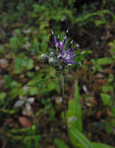 Saussurea alpina, photographed by nina_nesterova