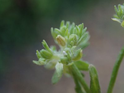 Valeriana carinata, photographed by Daniel Cahen
