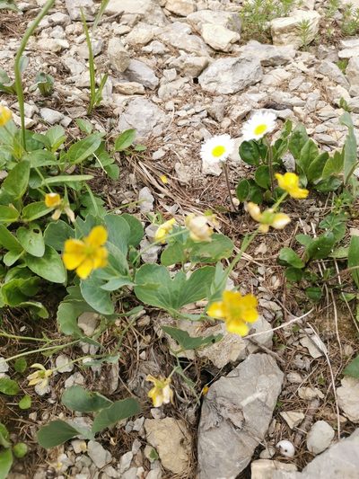 Ranunculus hybridus, photographed by Ljaž