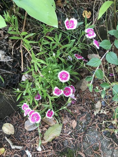 Dianthus plumarius, photographed by T. Pedro Hafermann