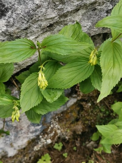 Paederota lutea, photographed by Ljaž