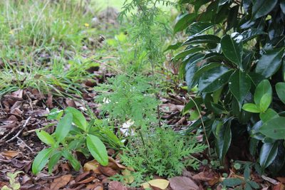 Senecio bipinnatisectus, photographed by Joe Dillon