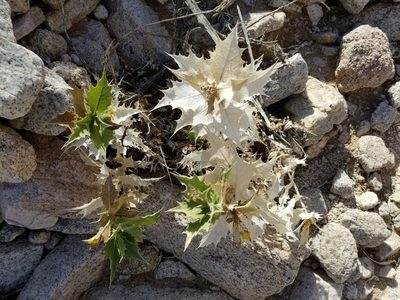 Ambrosia ilicifolia, photographed by Bob Miller