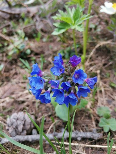 Pulmonaria australis, photographed by Ljaž