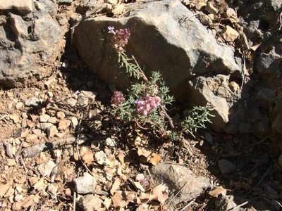 Coris monspeliensis, photographed by Ben Costamagna