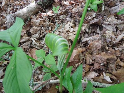 Arisaema stewardsonii, photographed by Michael