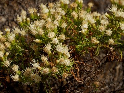 Ericameria resinosa, photographed by Jacy Chen