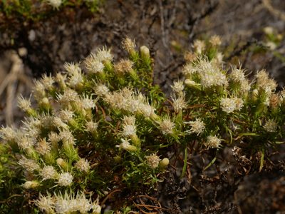 Ericameria resinosa, photographed by Jacy Chen