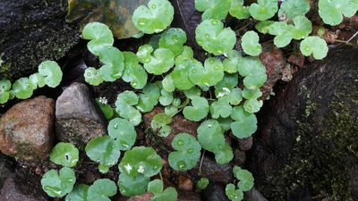 Hydrocotyle leucocephala, photographed by Muhammad Malik Ali