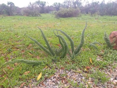 Asparagus juniperoides, photographed by Tim Kirsten