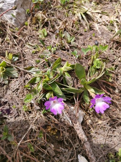 Primula wulfeniana, photographed by Ljaž