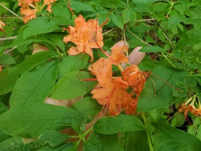 Rhododendron calendulaceum, photographed by Will Kuhn