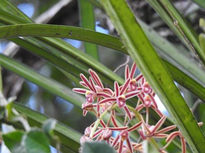 Cymbidium bicolor, photographed by Paulmathi Vinod