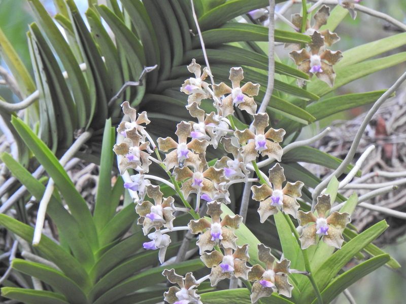 Vanda tessellata, photographed by Paulmathi Vinod