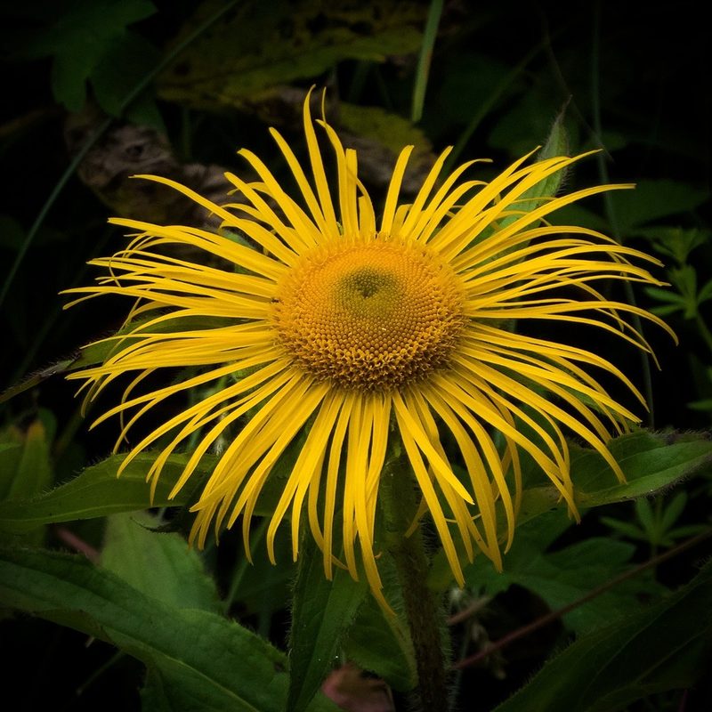 Inula racemosa, photographed by Paulmathi Vinod