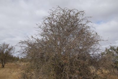 Terminalia prunioides, photographed by Tony Rebelo