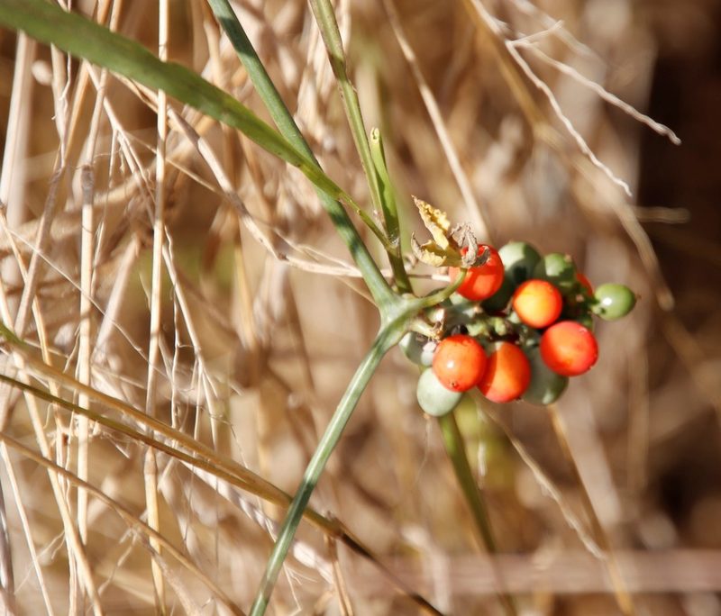 Corallocarpus bainesii, photographed by Tony Rebelo