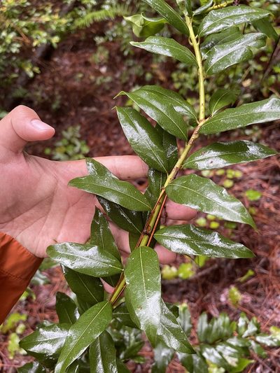 Agarista populifolia, photographed by Brandon Corder