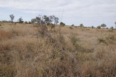 Combretum microphyllum, photographed by Tony Rebelo