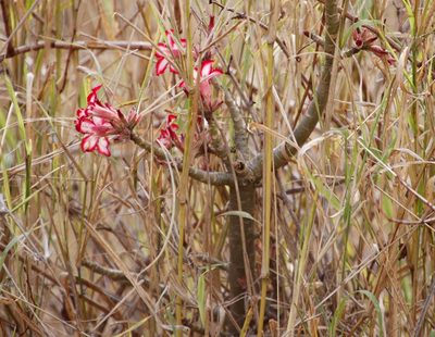 Adenium multiflorum, photographed by Tony Rebelo
