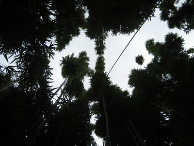 Phyllostachys nigra, photographed by Eric Knight
