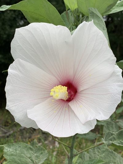 Hibiscus grandiflorus, photographed by Claire Herzog