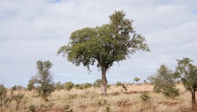 Balanites maughamii, photographed by Tony Rebelo