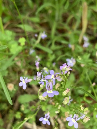 Lobelia homophylla, photographed by Claire Herzog