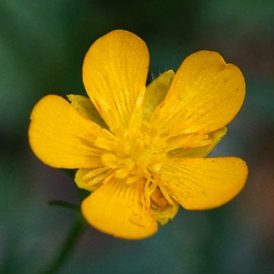 Ranunculus tuberosus, photographed by Patrick Hacker