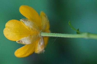 Ranunculus tuberosus, photographed by Patrick Hacker