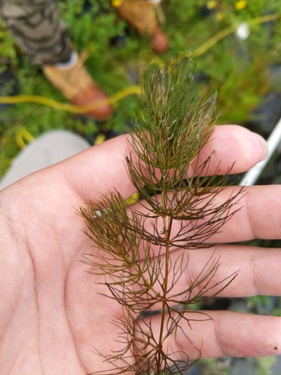 Ceratophyllum echinatum, photographed by Vince La Tassa
