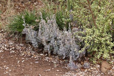 Kalanchoe fedtschenkoi, photographed by Tony Rebelo