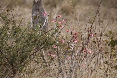 Adenium multiflorum, photographed by Tony Rebelo