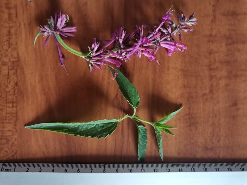 Agastache mexicana, photographed by Oscar Alejandro Morales Juárez