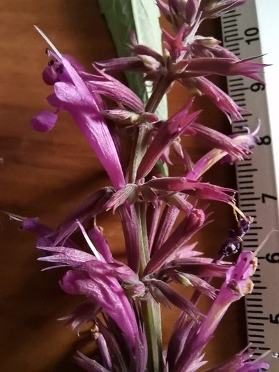 Agastache mexicana, photographed by Oscar Alejandro Morales Juárez