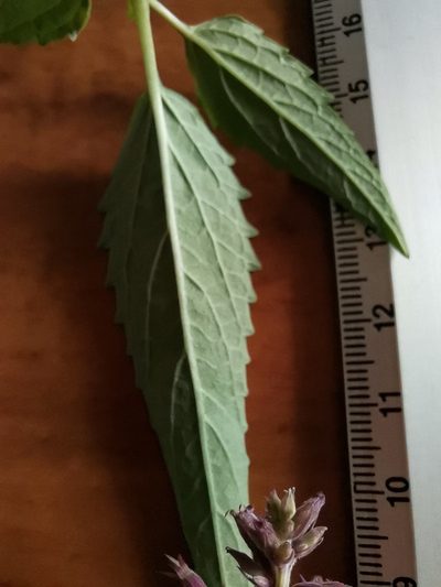 Agastache mexicana, photographed by Oscar Alejandro Morales Juárez