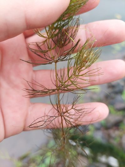 Ceratophyllum echinatum, photographed by Carter Dorscht