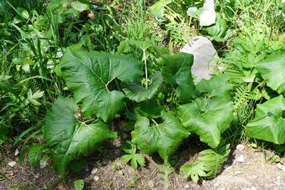 Petasites paradoxus, photographed by Patrick Hacker