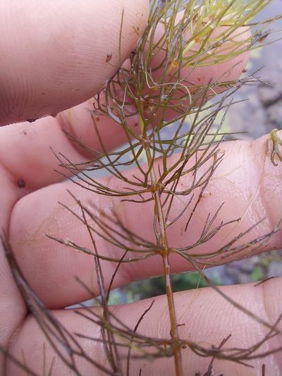 Ceratophyllum echinatum, photographed by Carter Dorscht