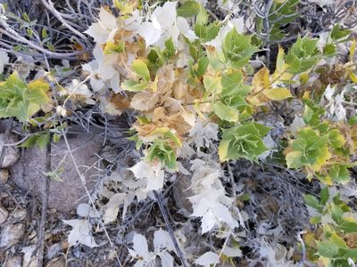 Ambrosia ilicifolia, photographed by Bob Miller