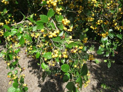 Ehretia anacua, photographed by Center for Urban Ecology
