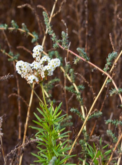 Heliotropium stenophyllum, photographed by Ben Lyle Bedard