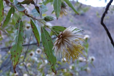 Dinoseris salicifolia, photographed by Gonzalo Martinez