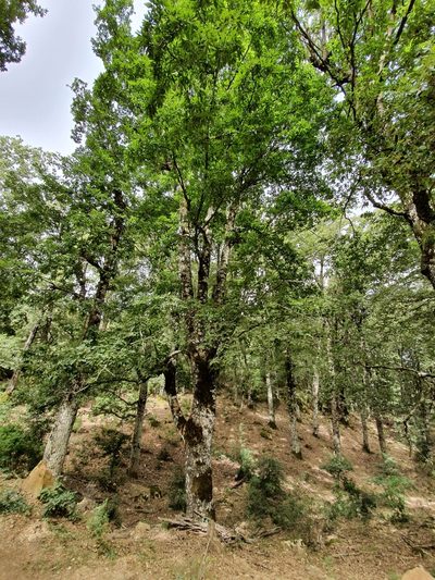 Quercus afares, photographed by Mehdi Chetibi