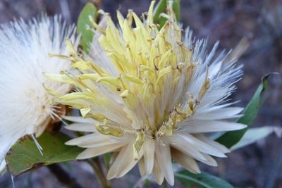 Dinoseris salicifolia, photographed by Gonzalo Martinez