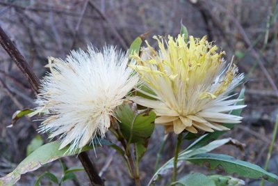 Dinoseris salicifolia, photographed by Gonzalo Martinez