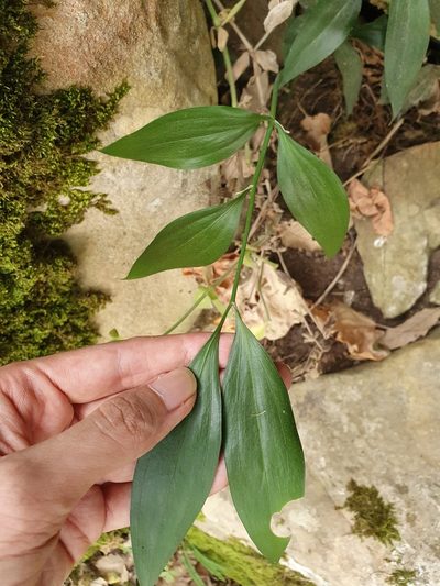 Ruscus hypophyllum, photographed by Mehdi Chetibi