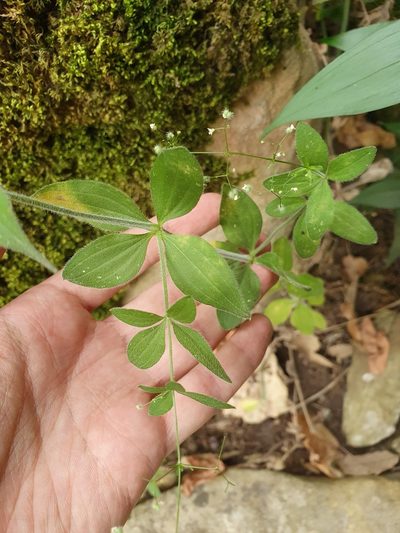 Galium scabrum, photographed by Mehdi Chetibi