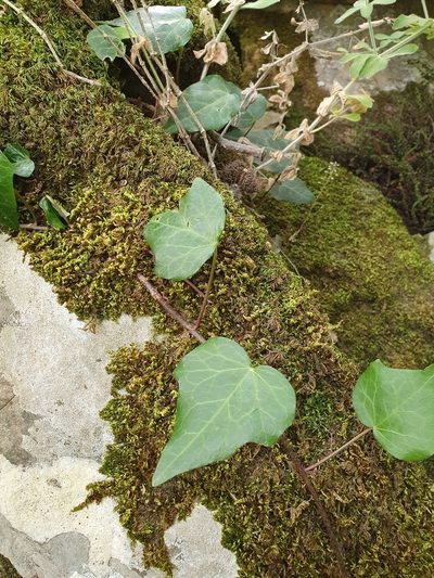 Hedera algeriensis, photographed by Mehdi Chetibi